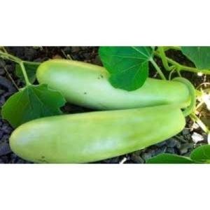 Bottle gourd 1 pc